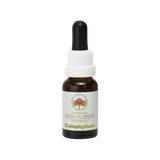 Calophyllum - Australian Bush Flower Essence Stock Bottle Remedy - 15mL