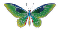Birdwing Butterfly Sunlight