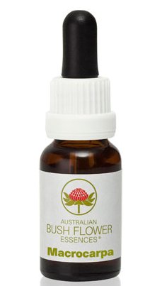 Macrocarpa - Australian Bush Flower Essence Stock Bottle Remedy - 15mL