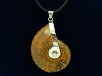 Polished Ammonite Fossil With Sterling Silver Pendant Holder