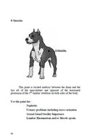 Using Tuning Forks on a Dog's Acupuncture Points eBook